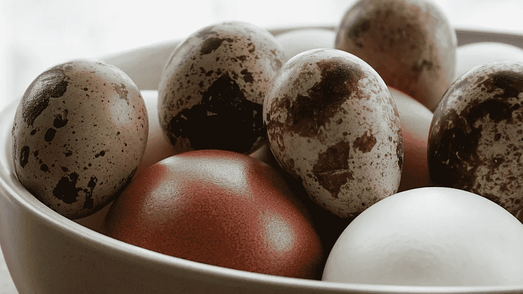 cara sukses berdagang telur